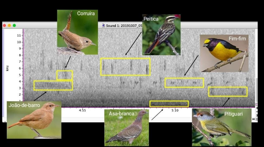 Análise de Biodiversidade